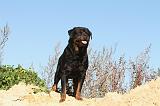 ROTTWEILER 111